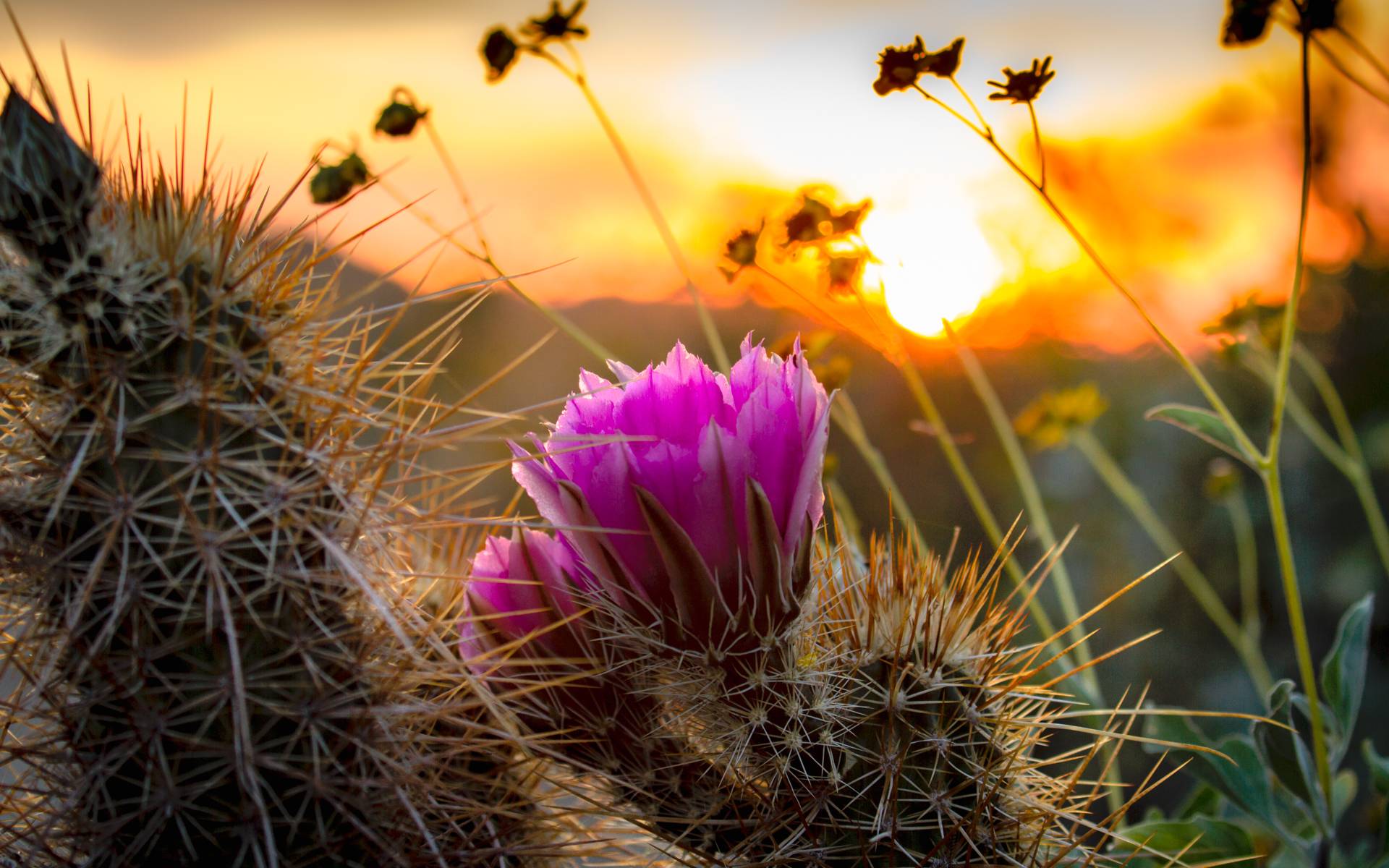 Anxiety counselors in Mesa Arizona